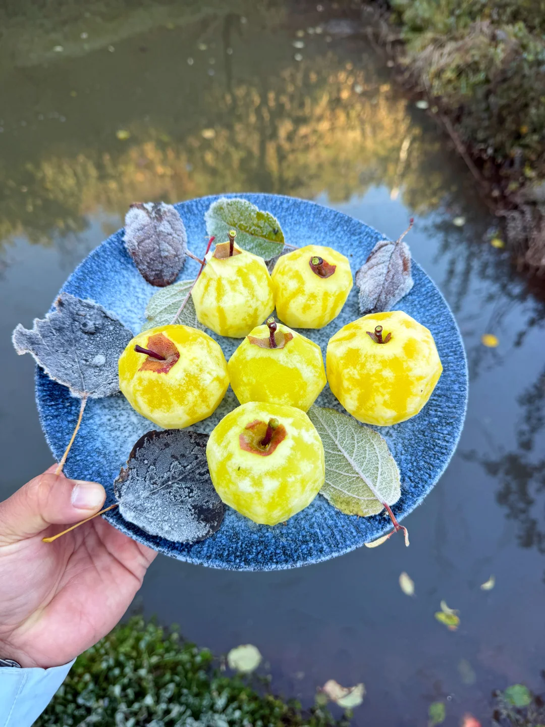 来自高原的糖包子，还可以吃20来天就下架了！