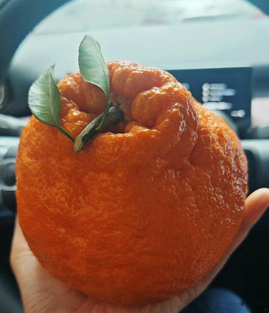 它真的好大个啊，感觉吃一个能饱啦，哈哈