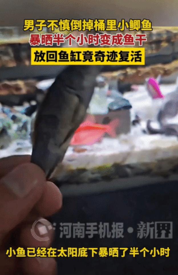 河南一男子倒水忘倒桶里有鱼，小鱼被烈日晒成鱼干。男子自责不已，将鱼干放回鱼缸“死