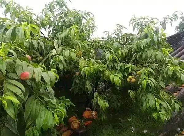 果然，跟神仙搭上边的东西，都卖的贼贵，这一棵桃树一只桃子拍出了13.8万的天价，