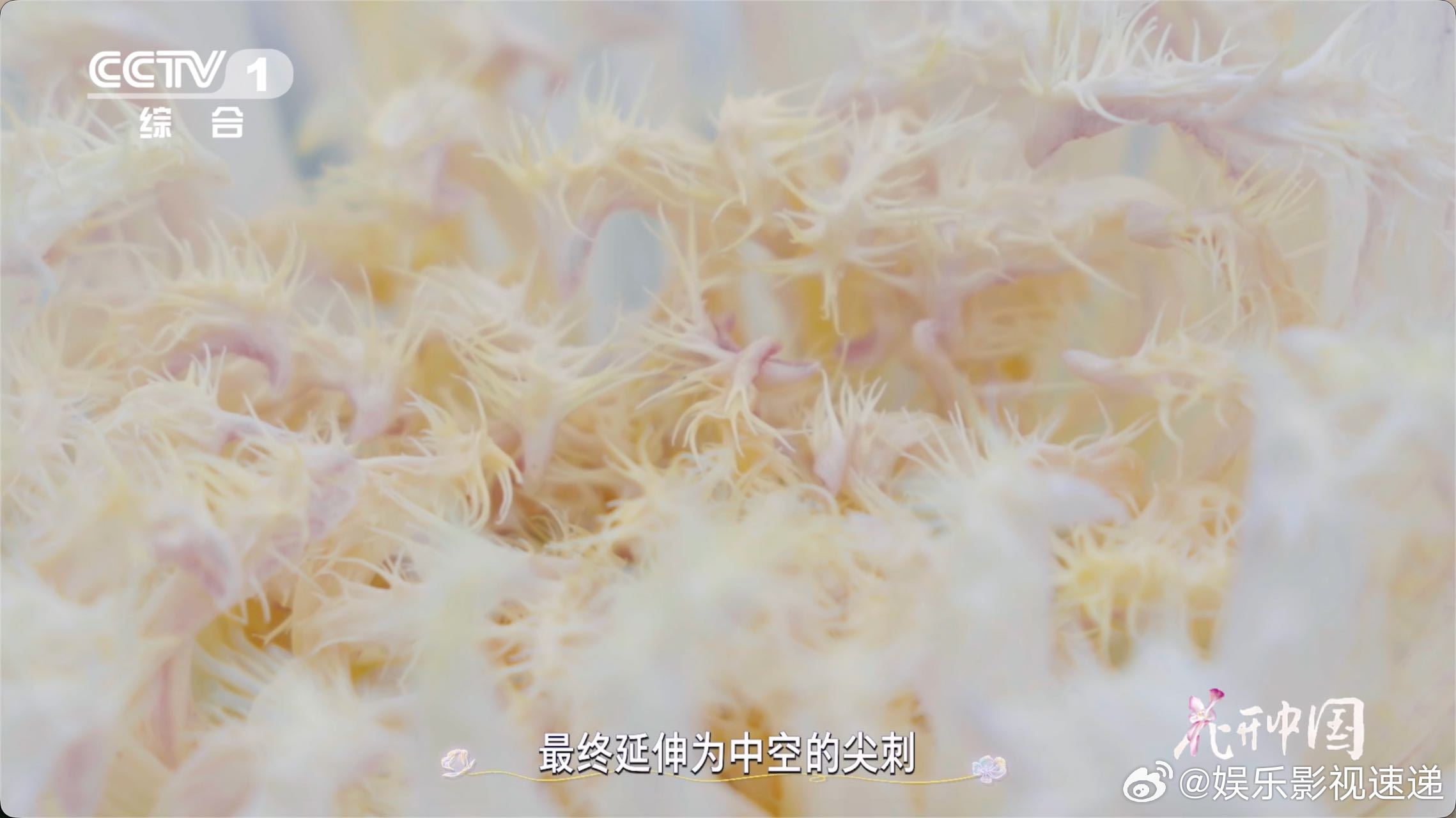 原来有花瓣毛茸茸的菊花花中也有奇葩 菊花界的“毛绒小可爱”上线！白毛刺的尖刺裹着