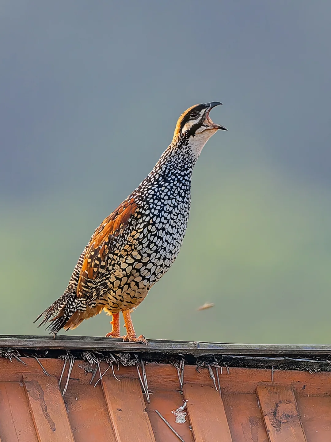 金光下的仰天长啸·中华鹧鸪