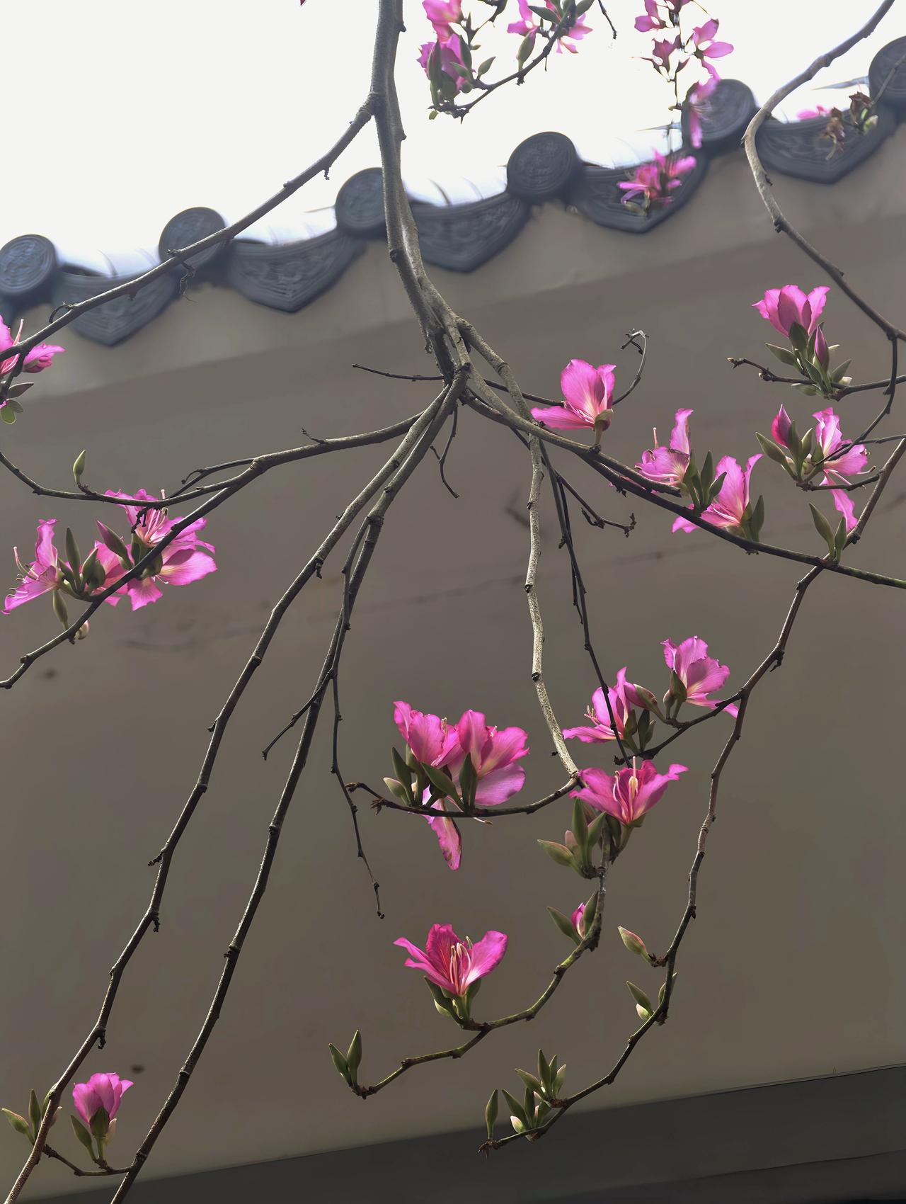 发一张你相册最近拍的花