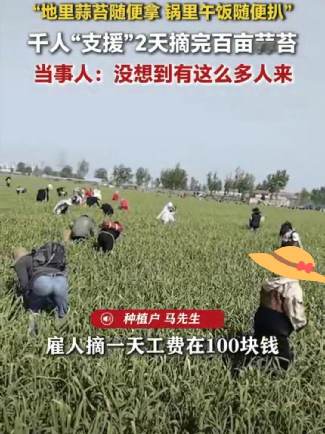 人怎么能聪明成这样？江苏徐州，男子种了一百多亩大蒜熟了，如果雇人摘，一个人一天得