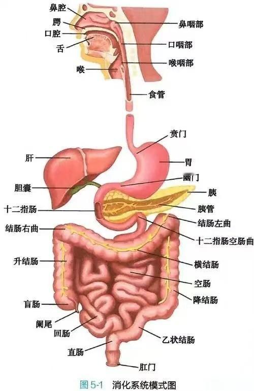 肠胃患者1000问（九十七）
问：人体消化系统是怎么工作的？肛肠健康胃肠消化系统