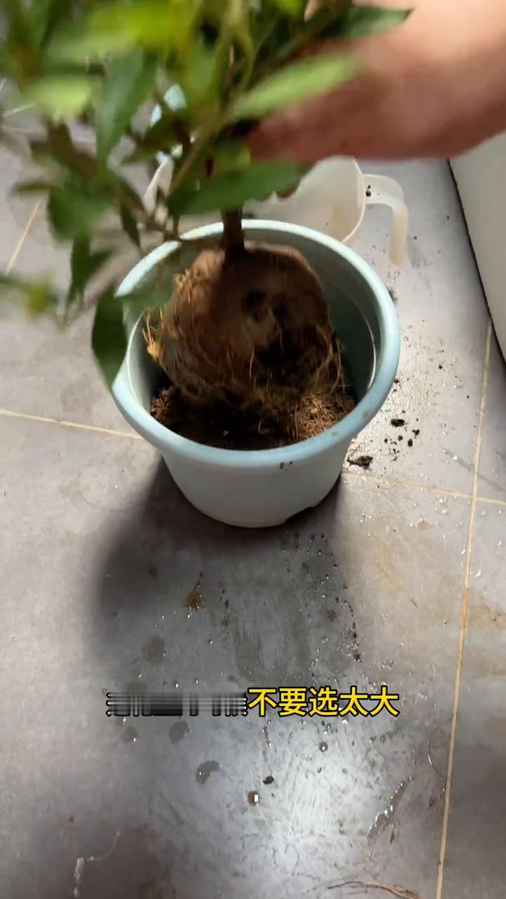 小叶栀子花到底该怎么养？
这是我新买的小叶栀子花，一般网上买的收到土球都是这样包