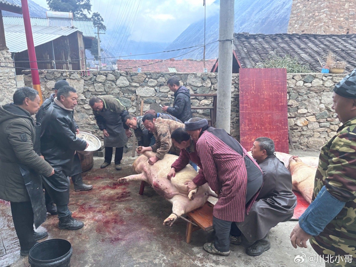 刨猪汤 最近流行起一股吃刨猪汤风，到处都在找人按猪，其实这种跟风模式不太合适，蹭