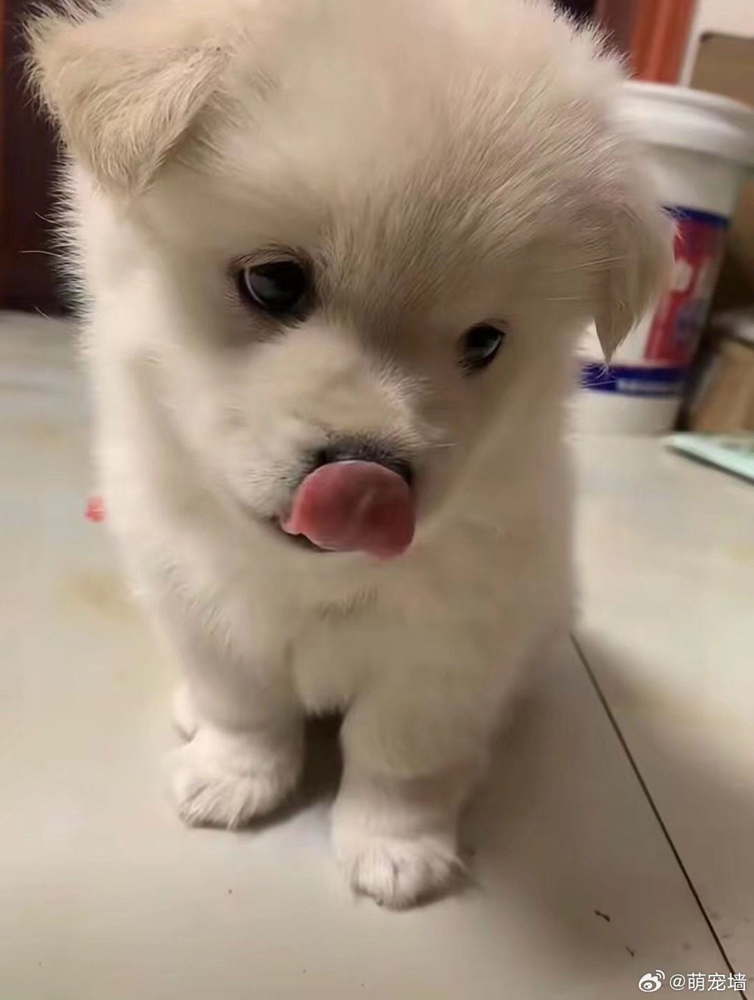 这是我精选的黄色卖萌土豆狗，送你们。 