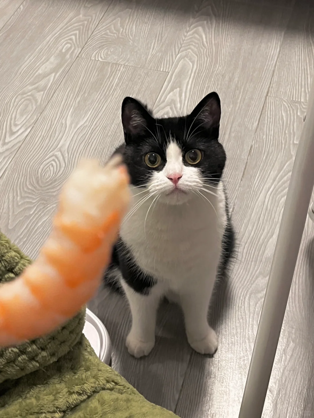 体制内的猫猫自制力有多强？