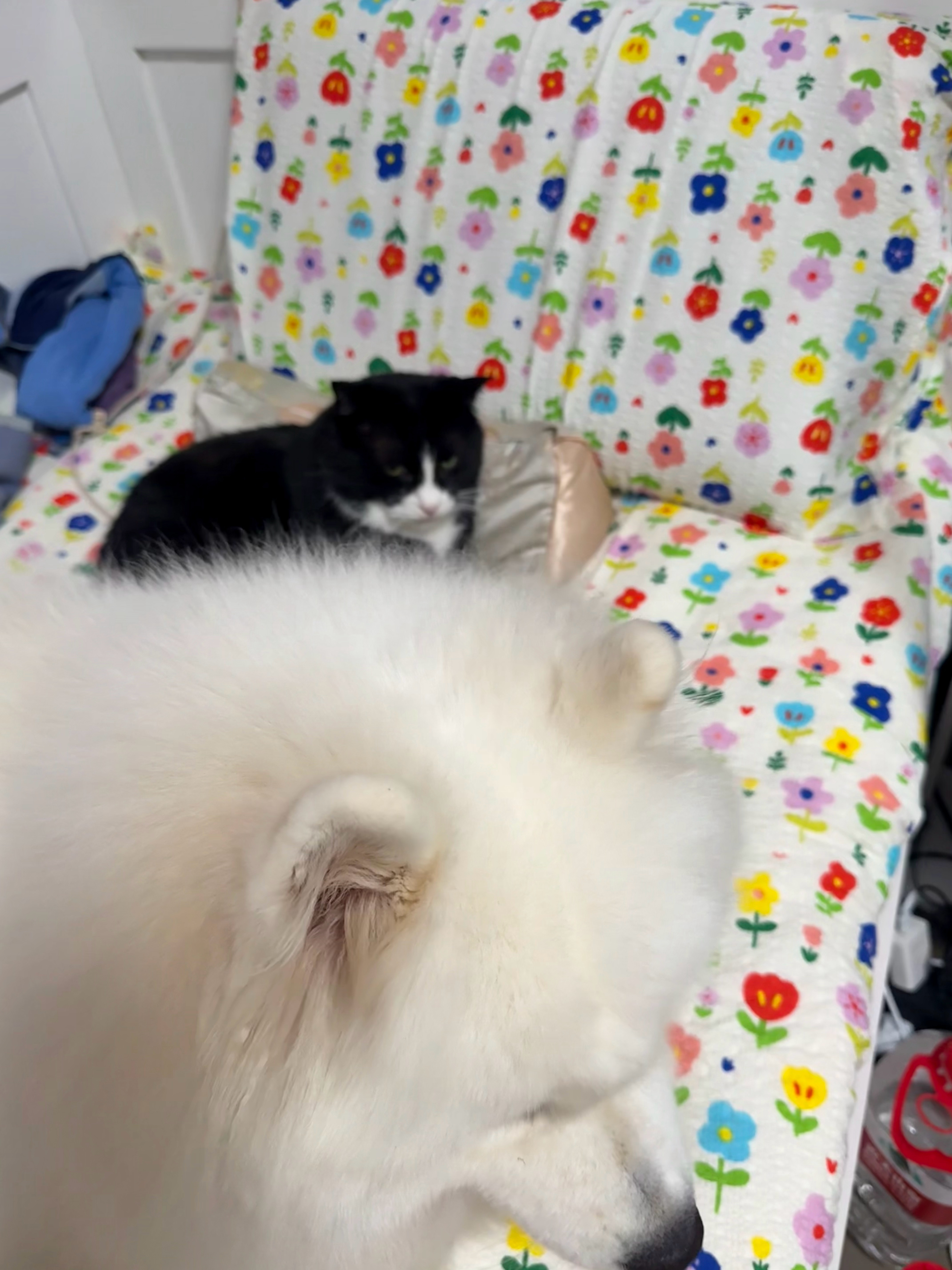 哎哟没拍到！！香猪猪和包包老大靠着睡觉觉呢！ ​​​