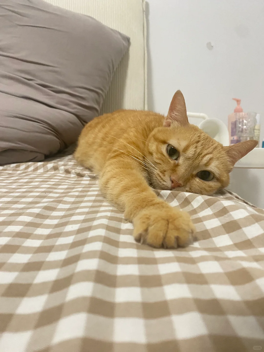 非常有边界感的小猫…