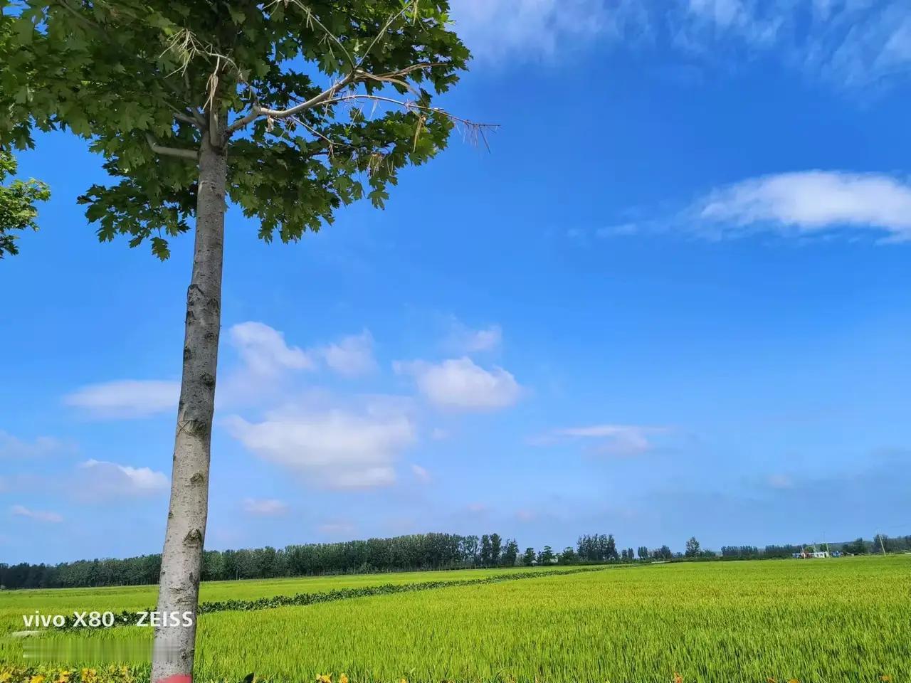 我们为什么离开农村？

 我十分热爱我的家乡，爱这里清新通透的空气，爱村前常年清