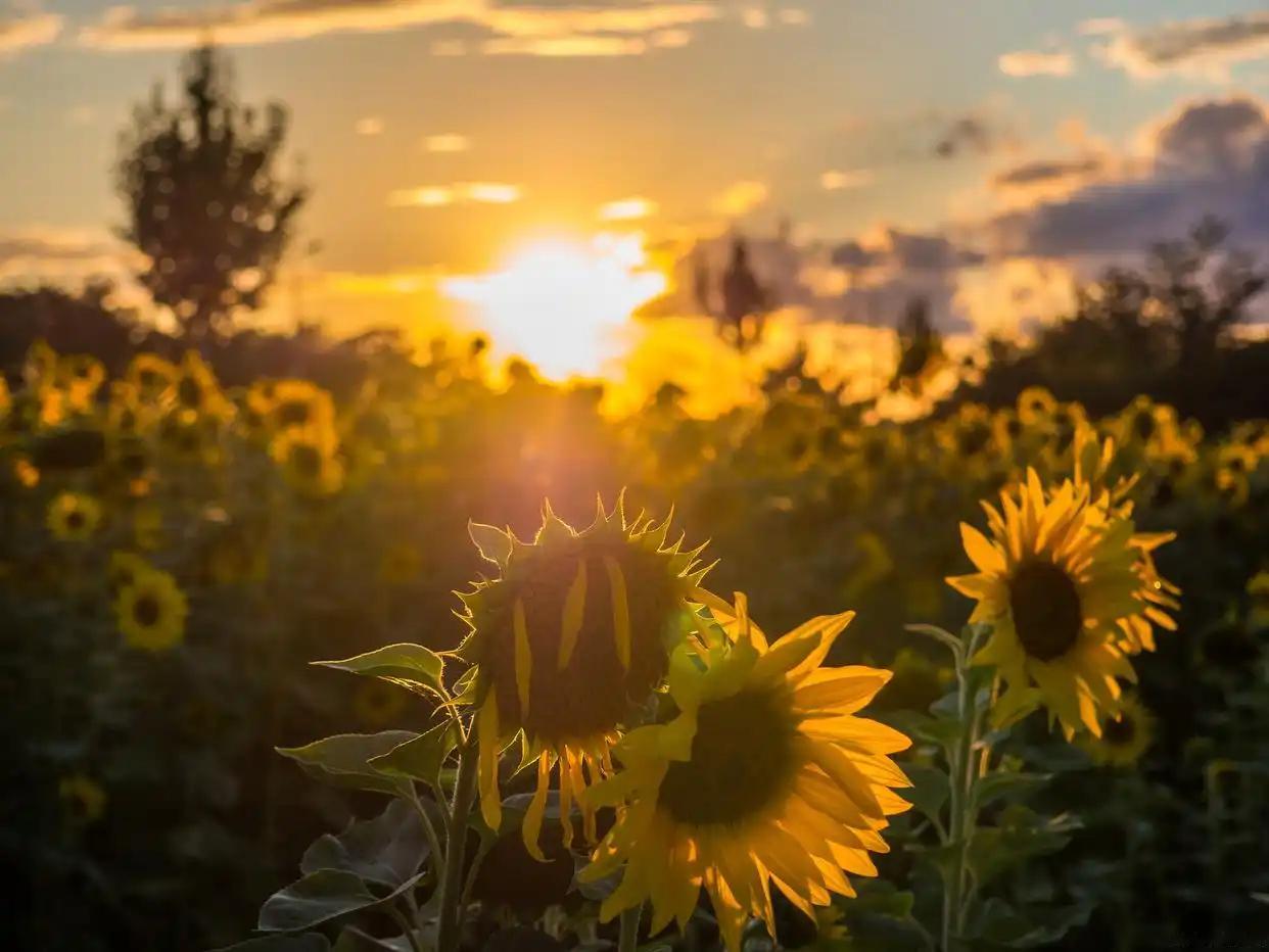早安[太阳][太阳][太阳]向阳而生的人生，宛如晨曦中的露珠，折射出七彩的光芒。