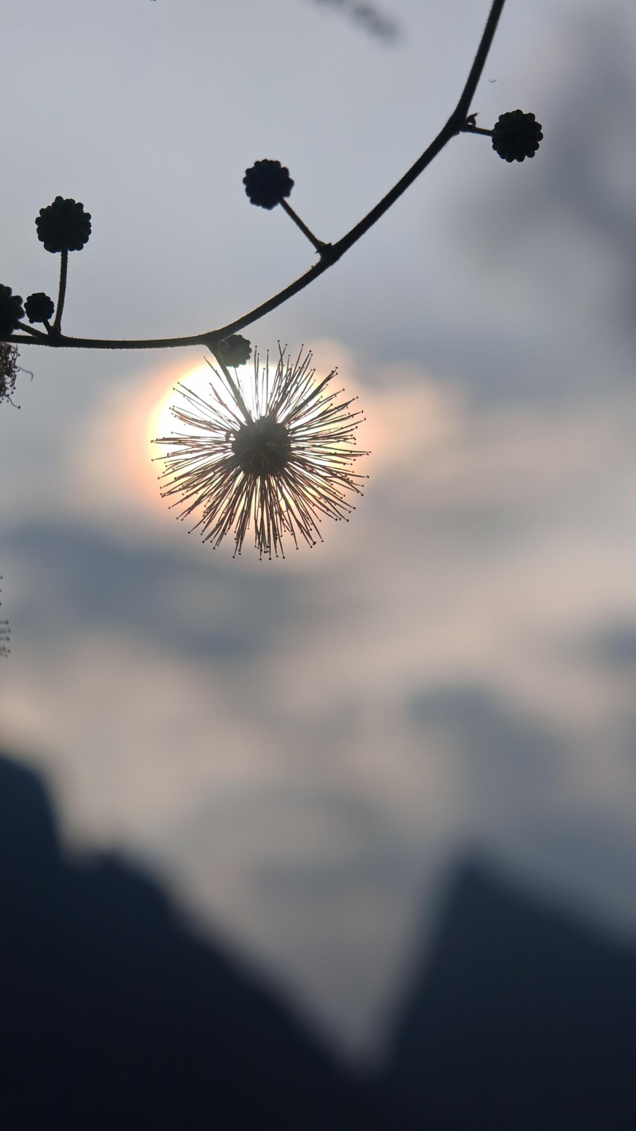 随手拍张照《银合欢》