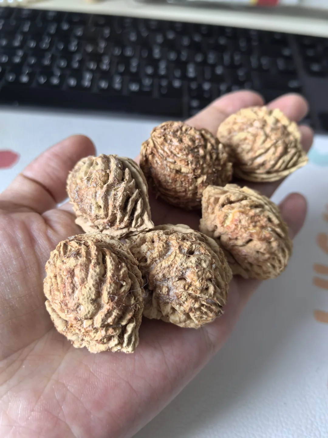 把吃剩的🍑扔进鸟笼就会收获干净的桃核
