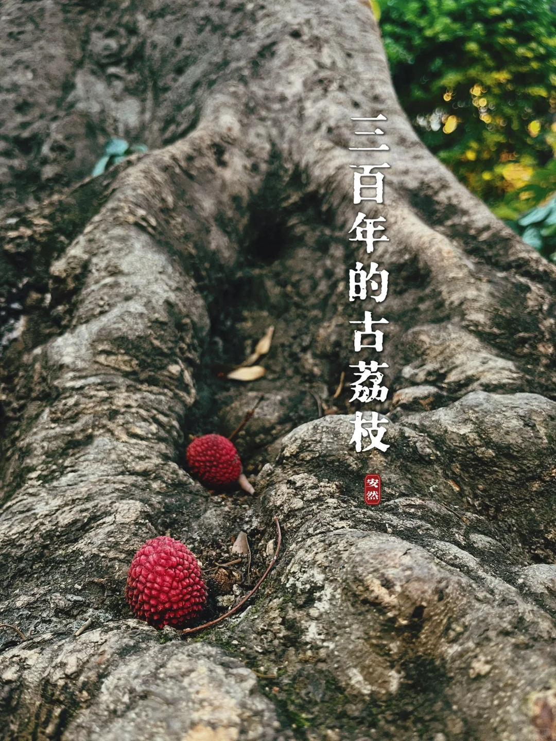 福州古树名木14｜三百年的古荔枝红了