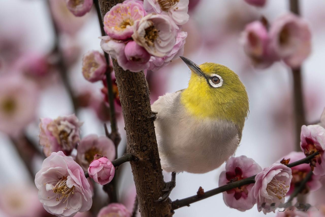 镜头里的春日精灵
 
春风拂过梅梢，镜头定格下这些灵动的小生命，每一张都是春日最