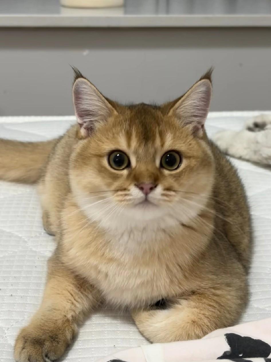 我家猫智商赶超四五岁娃？你们千万别不信，听我慢慢说就知道了。
 
它特别会看人脸