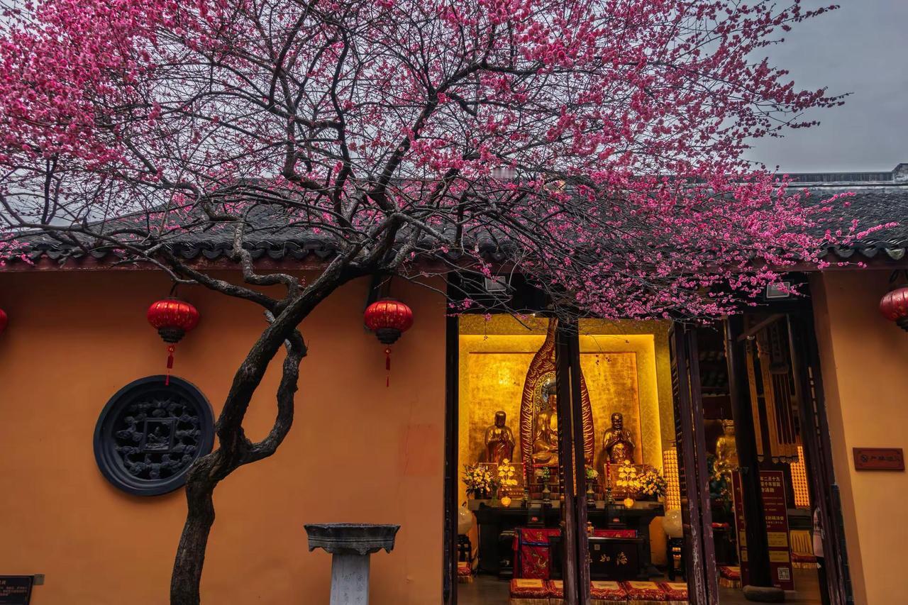 湖州铁佛寺梅花。湖州铁佛寺梅花寺庙美学
