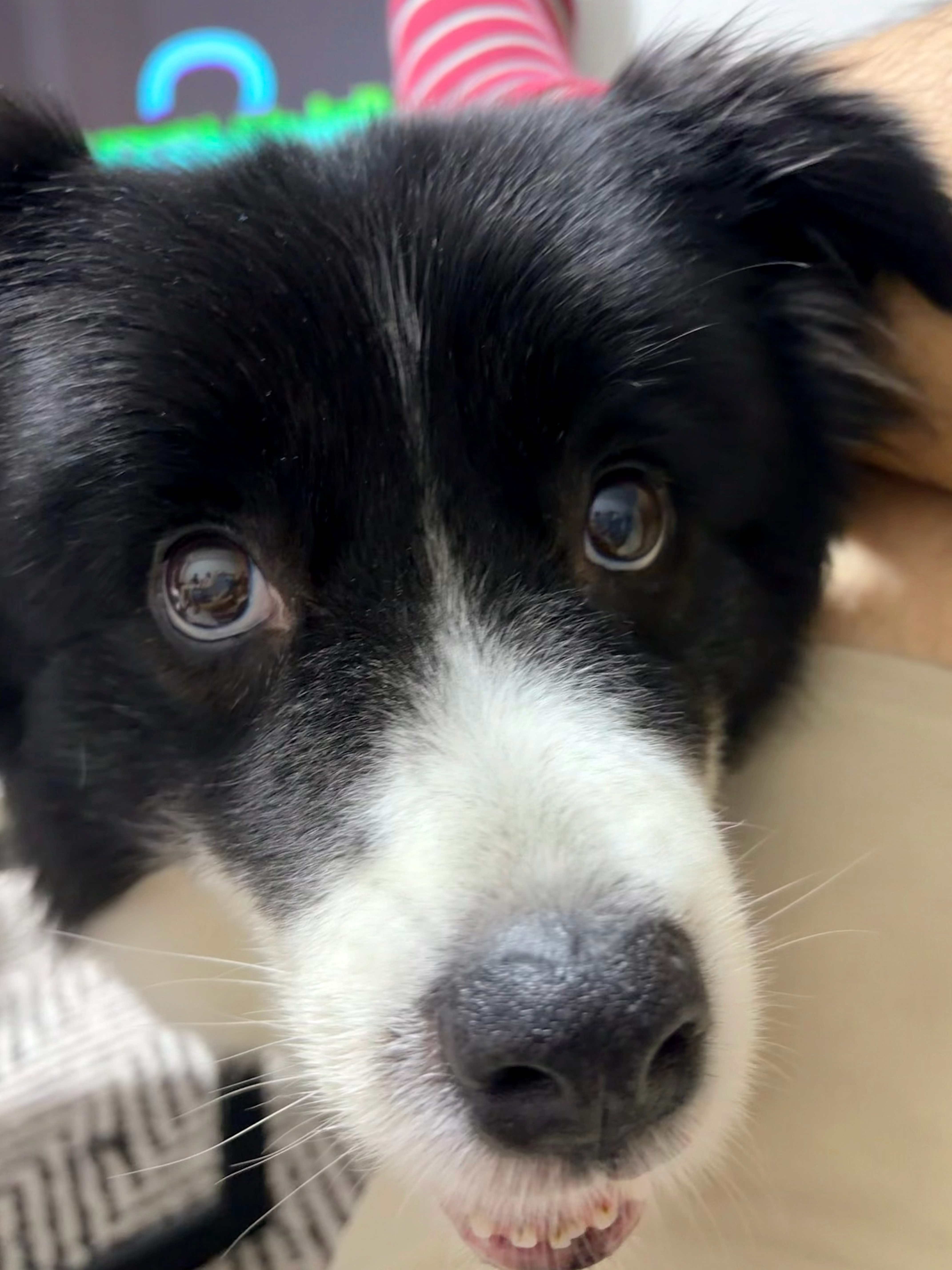 长按撤回一颗狗头🐶有墨萌宠