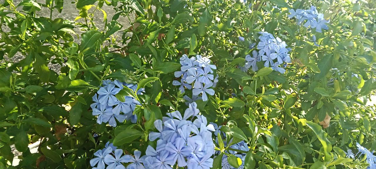 这是什么花，这样精致、美丽。