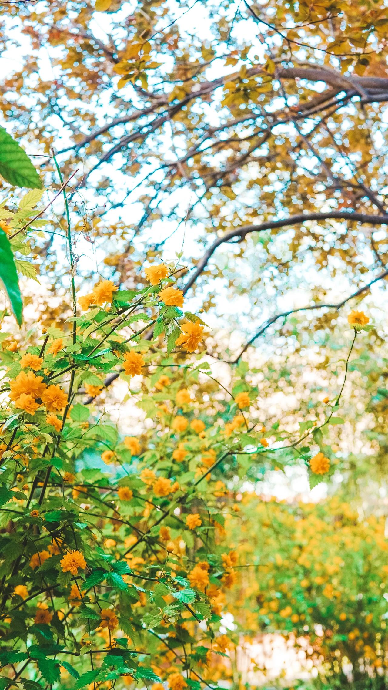 #春日赏花时刻# 猜猜这是啥花？