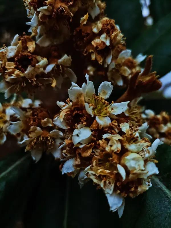 樟花
（一）
红梅得宠心无念，不慕桃花恣意绽。
半隐娇颜非本意，一缕清香叶里传。