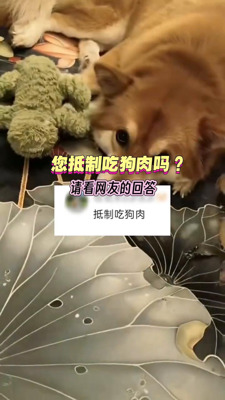 您抵制吃狗肉吗？请看网友的回答。
抵制吃狗肉。