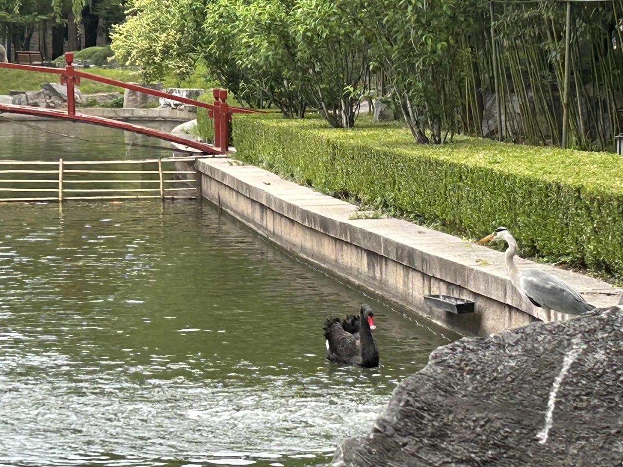 今天黄昏，在北京西郊的一个湖边，偶遇一只苍鹭，正在和黑天鹅对话。