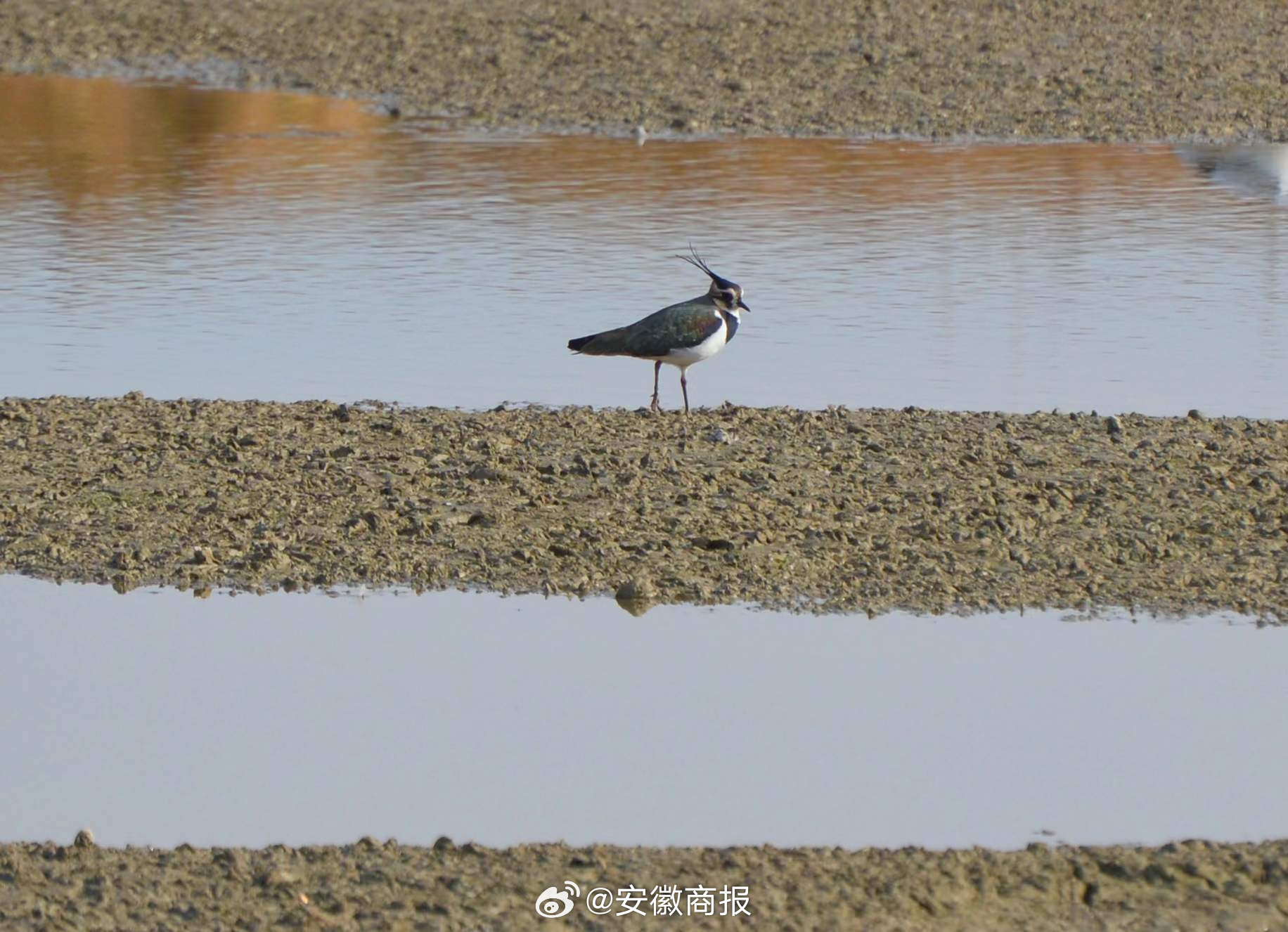 【凤头麦鸡！#鸟类第一吃货亮相巢湖半岛湿地#】头戴凤冠、身披彩衣、脚登红靴……1