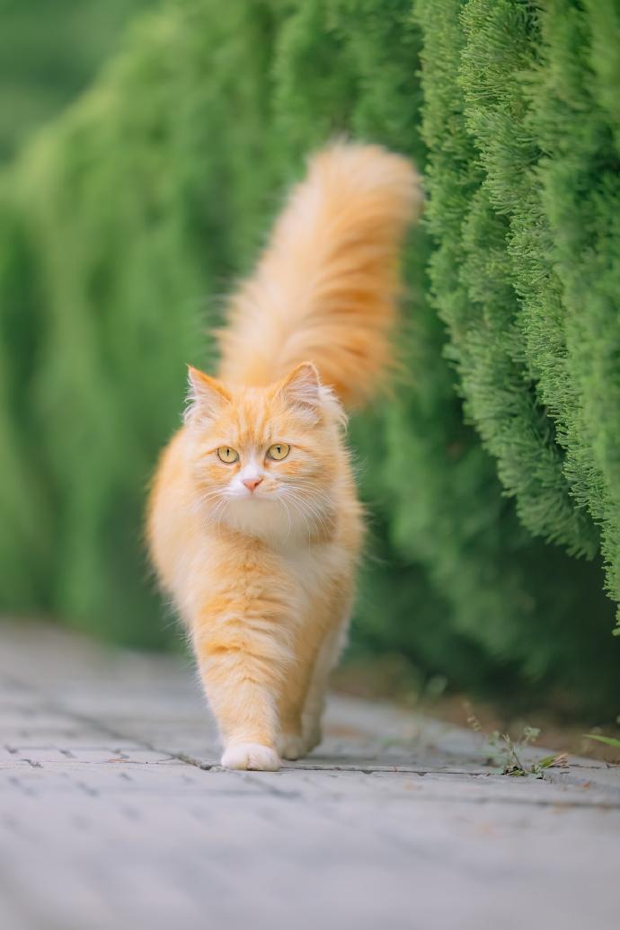 鹰酱：你家又出一款新的六代机了？
熊猫：嗯，多出几个，到时候好做比较，看看哪个性