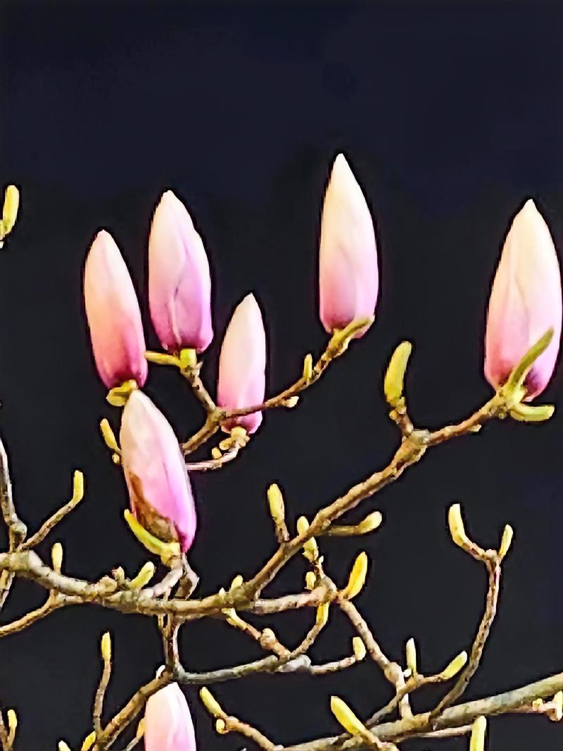 节节莲藕泥中睡；
朵朵兰苞风里开。