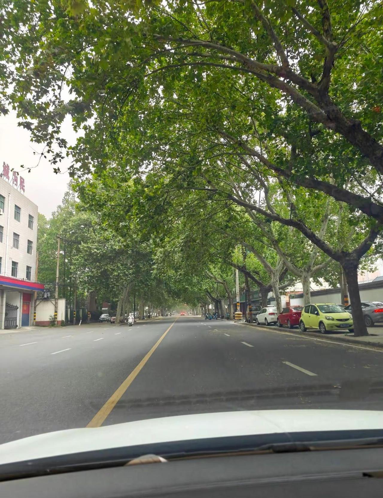洛阳太需要一场雨了，满大街的毛毛絮，还有不知名的很容易眯眼睛的东西，呛死了好难受