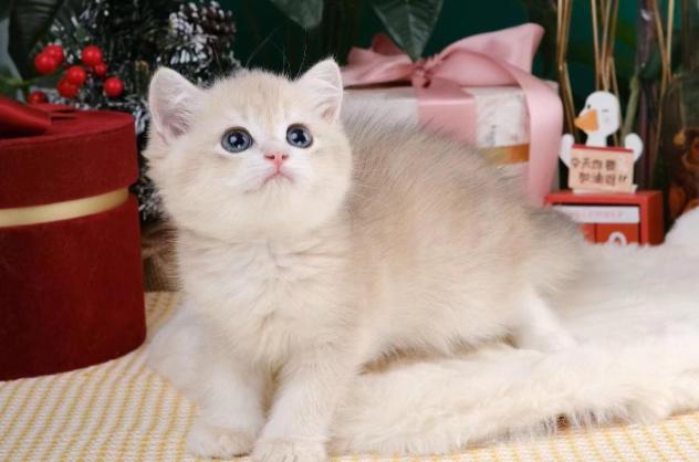 当代年轻人养猫，换来了全中国最廉价的陪伴。
现在我国宠物行业市场规模已经接近30