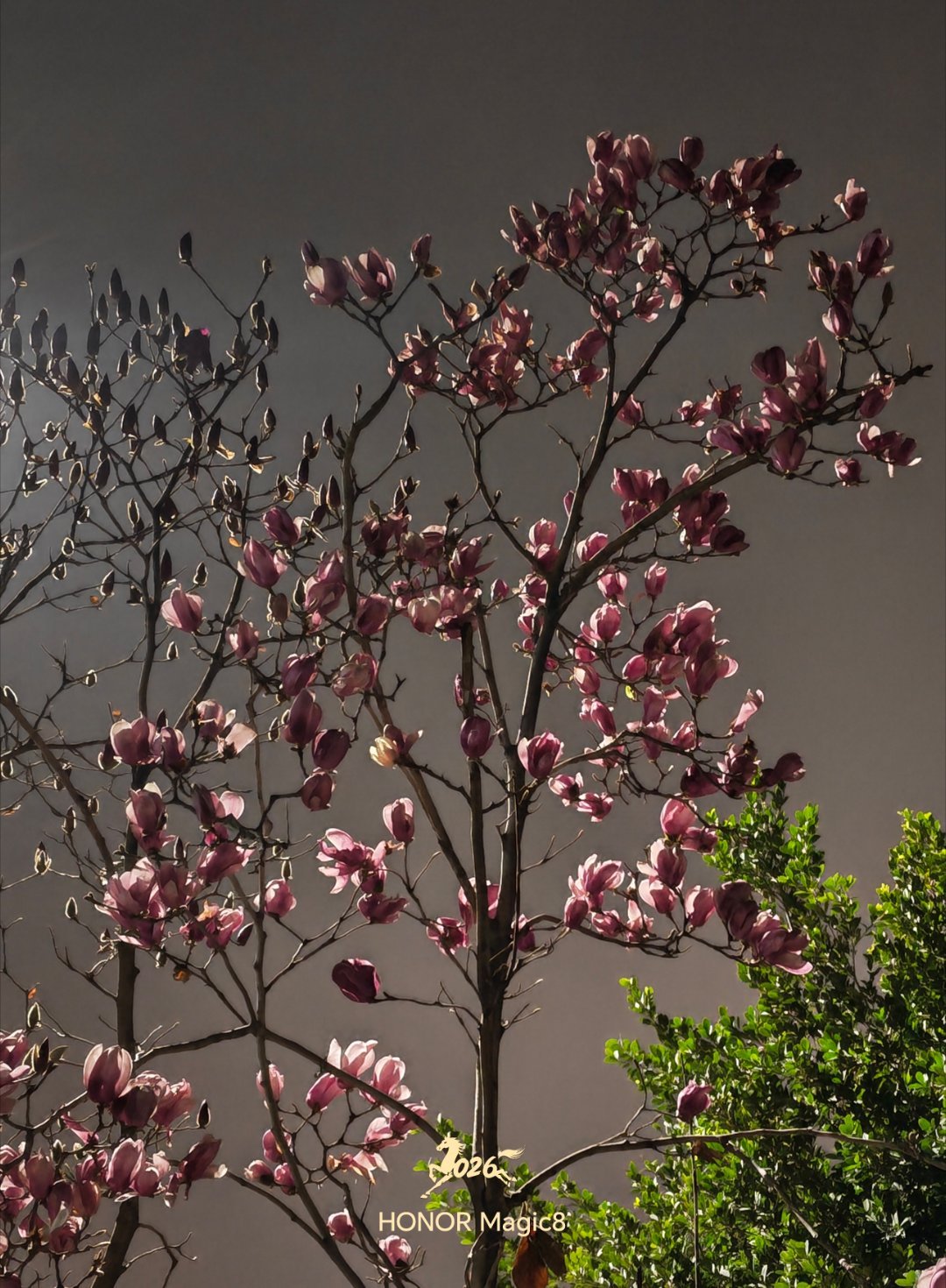 马年玉兰踏着夜色绽放枝头！努力搬砖的我又早起了每天早起打卡