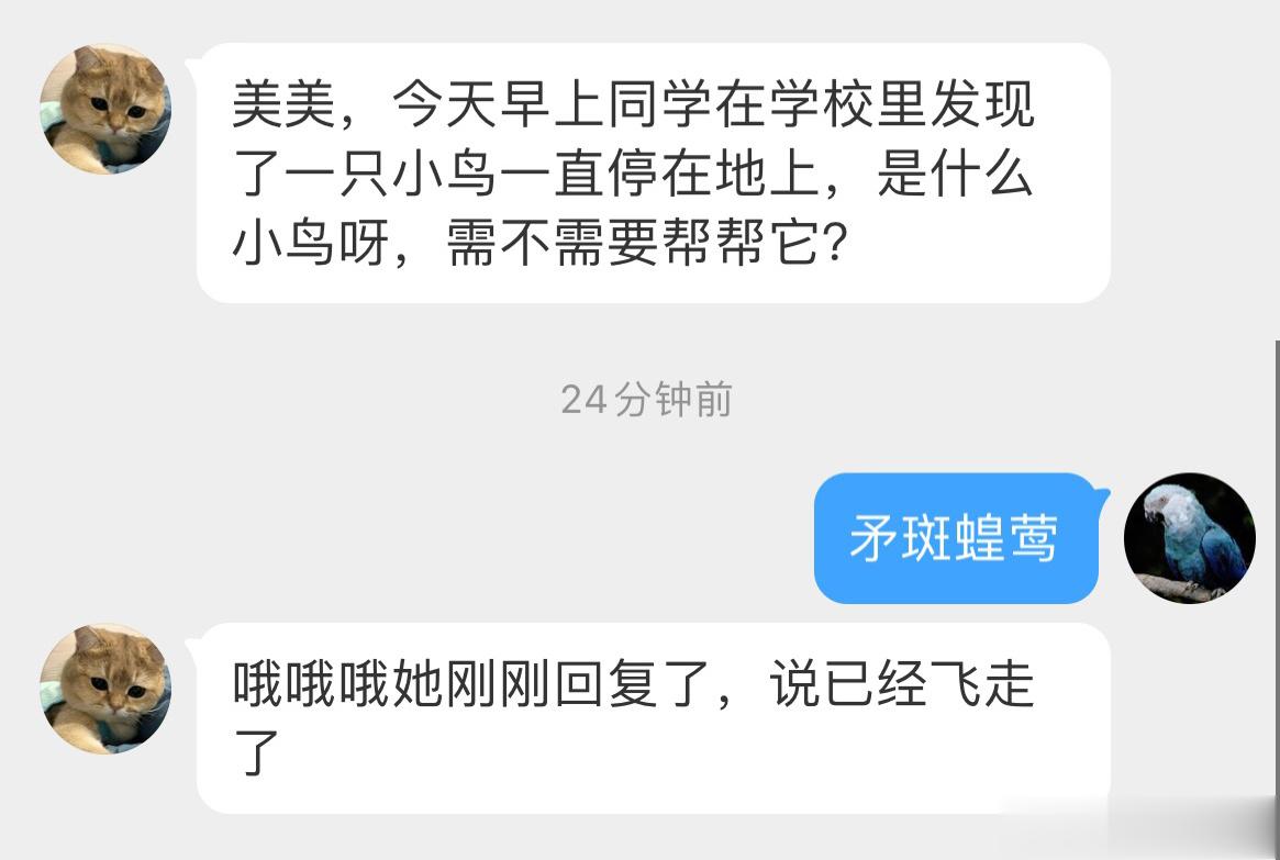 #鸟粉投稿# 地上发现一只【矛斑蝗莺】就很像小麻雀是吧，飞走喽！ ​​​