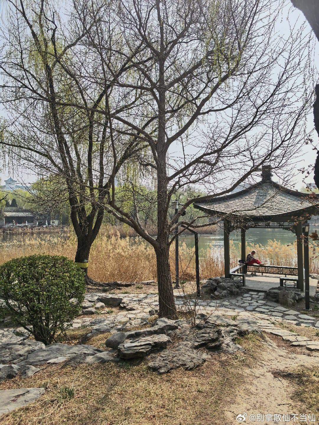 桃花流水窅然去，别有天地非人间。北京柳荫公园山桃花盛开。  摄影北京春至人间