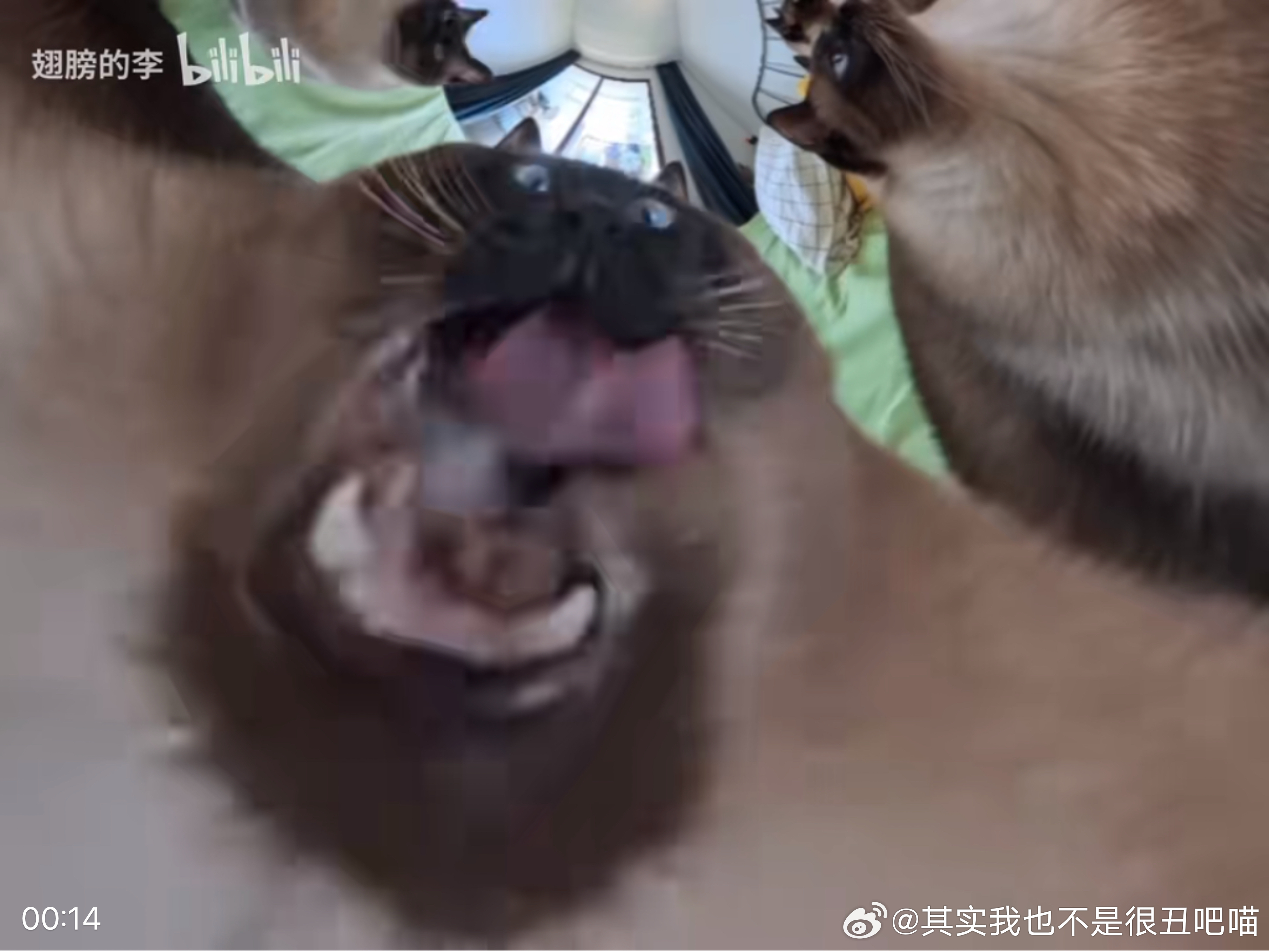 49220【丑猫】全景相机 