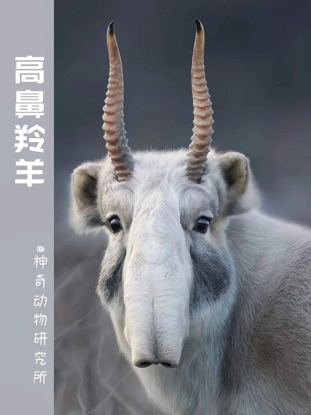 每天了解一种趣味动物👀高鼻羚羊