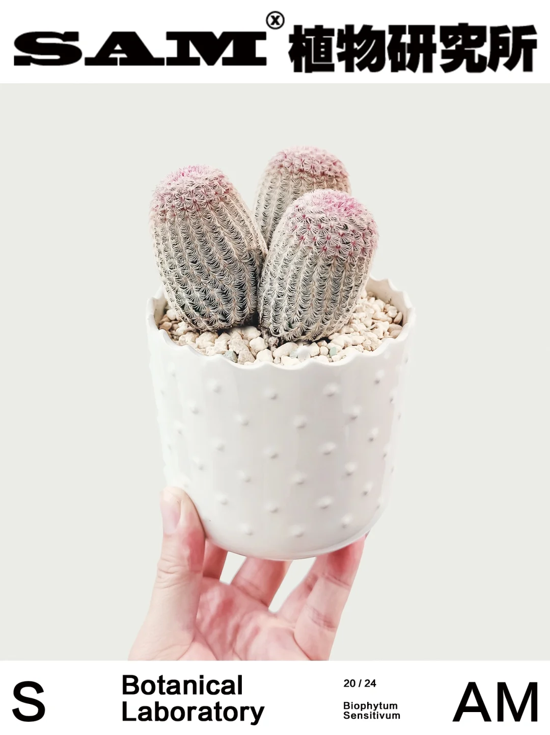 红太阳｜Echinocereus Rigidissimus