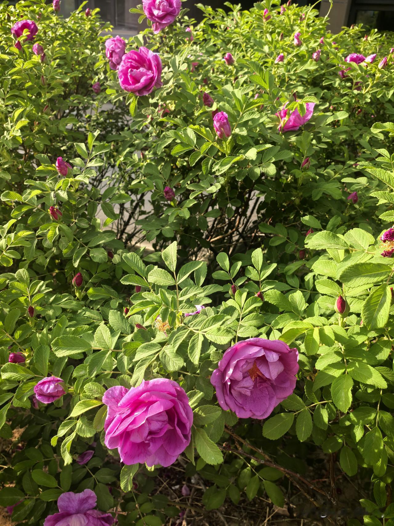 玫瑰飘香。