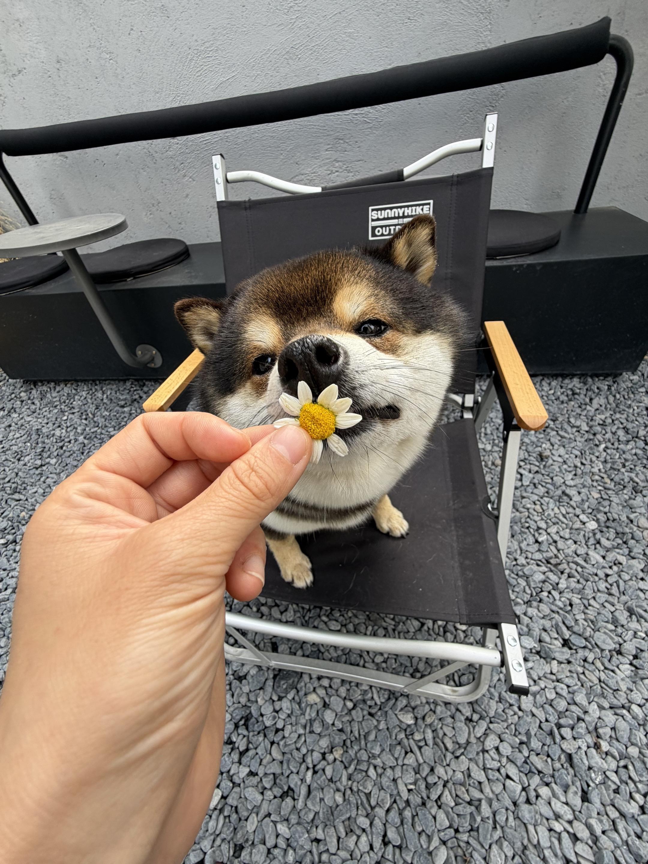 让狗狗闻闻春天的味道