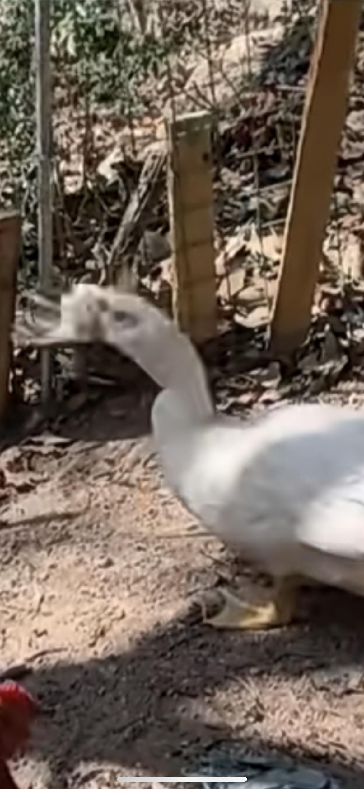 3月17日福建厦门，女子养了47只小鸡几天后只剩6只，一直以为是黄鼠狼吃的，没想