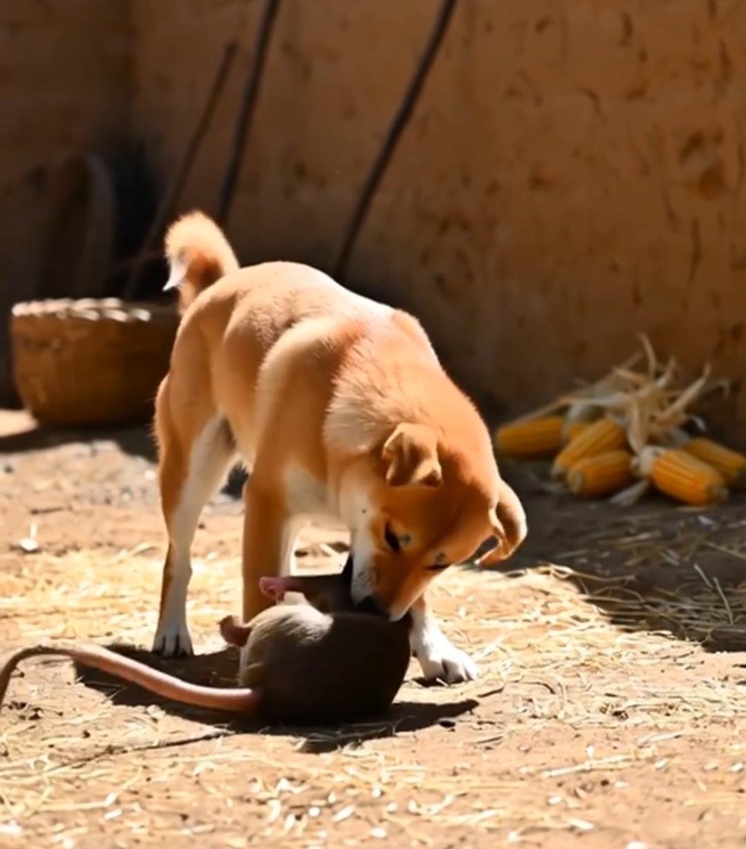 狗为什么要逮耗子？它想费心费力吗？是不是猫失职了老鼠泛滥成灾了？