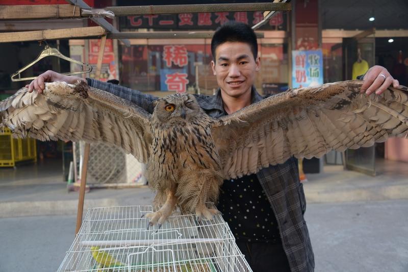 救助行为真的能让人与动物关系更和谐，营造美好自然环境。就像那只翅膀骨折的雕鸮，深