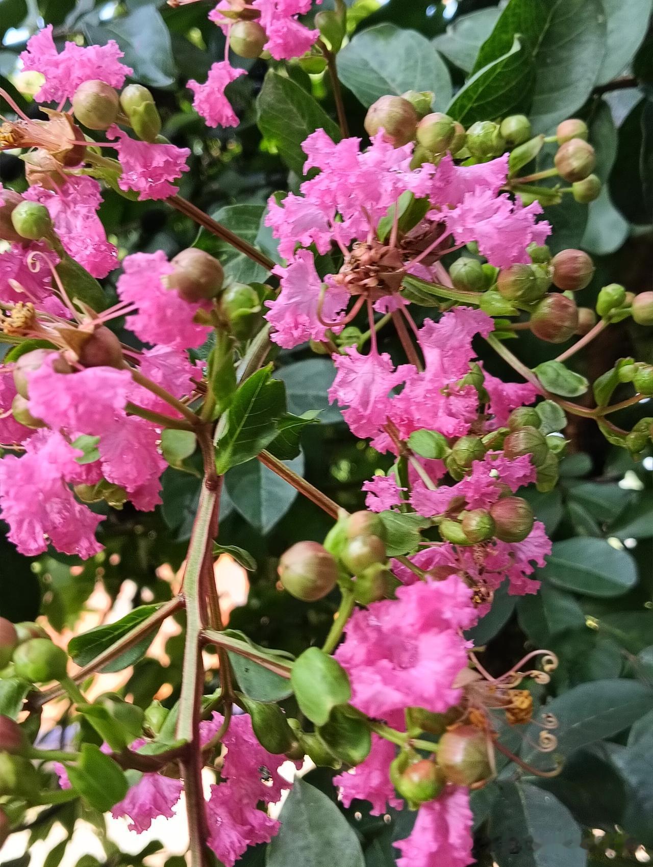 晒图笔记大赛紫薇花🌸开了，太美了吧！