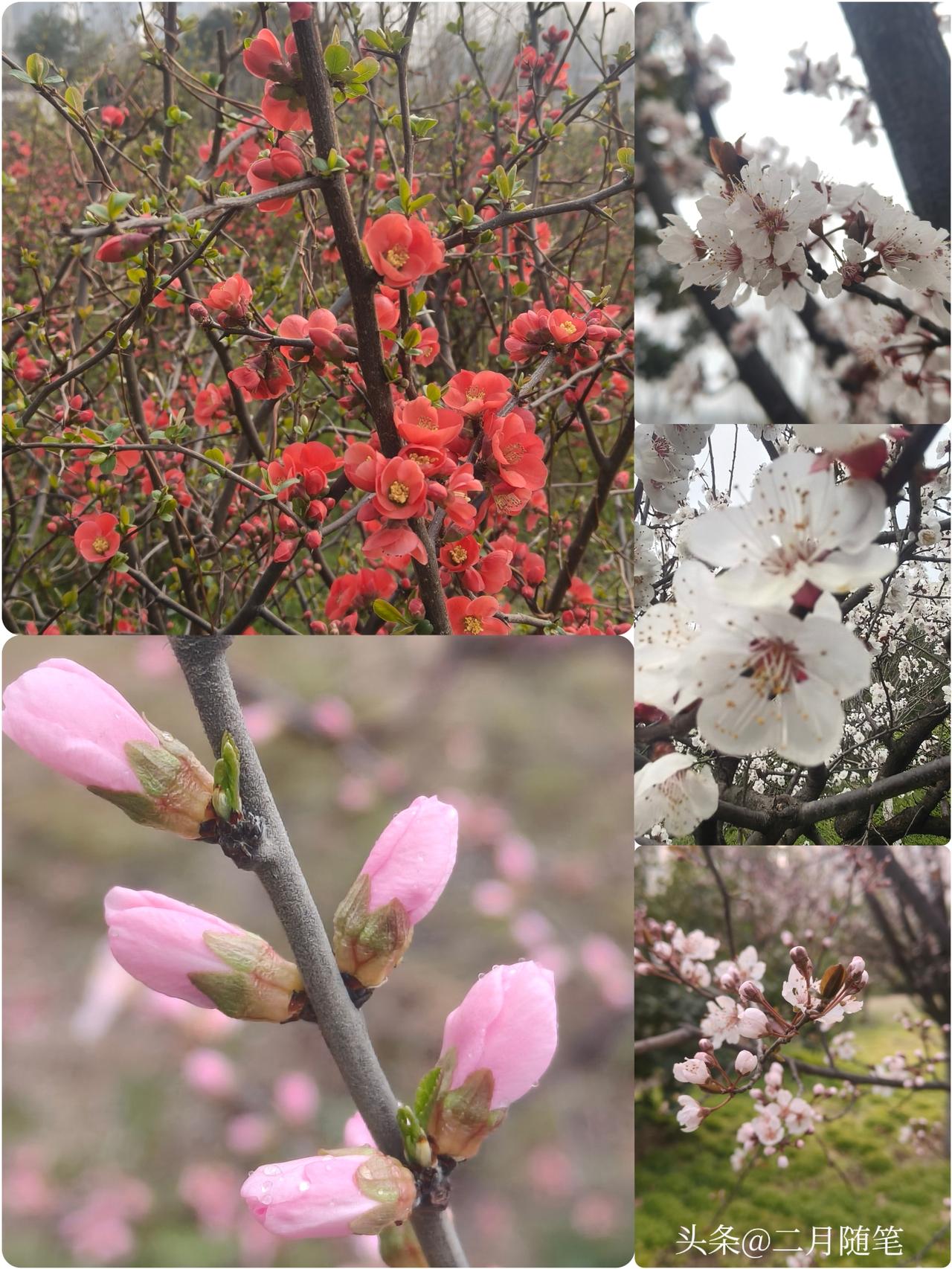 2026的春天，
连风都带着花香。
星期天带着娃去逛公园，
那白的杏花、红的海棠