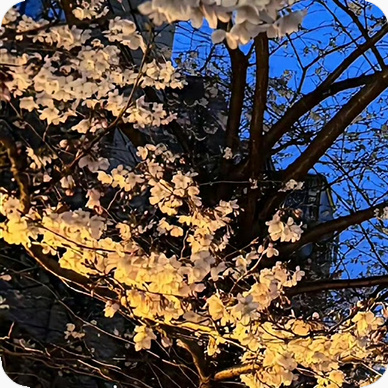 每日一善阳光信用｜每日一善生活，宛如一首悠扬的旋律。我们在四季更迭中感受岁月变迁