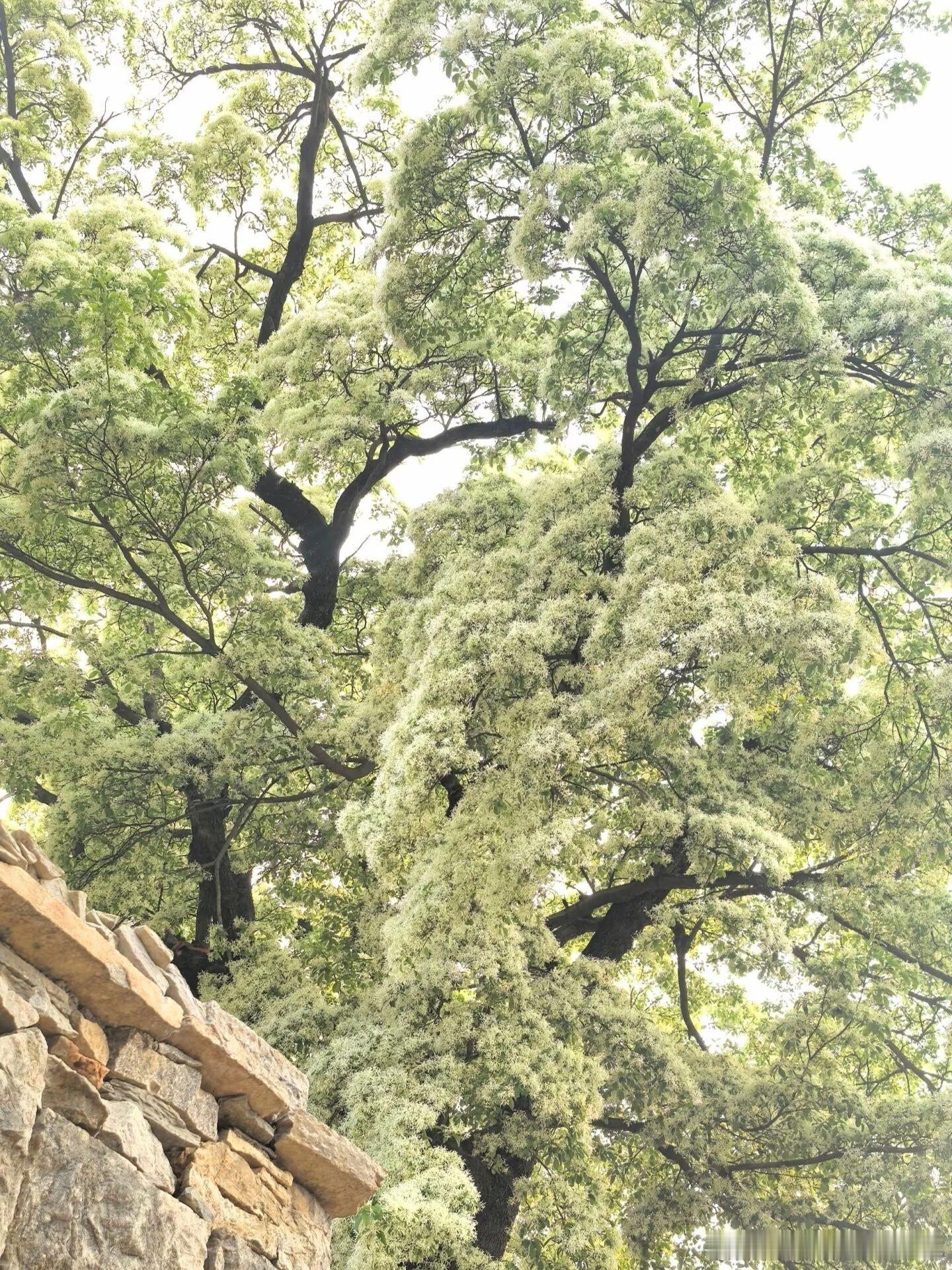 只有亲眼见到费县这棵千年流苏树，才会知道什么叫“一棵树就是一场春天”🌿 