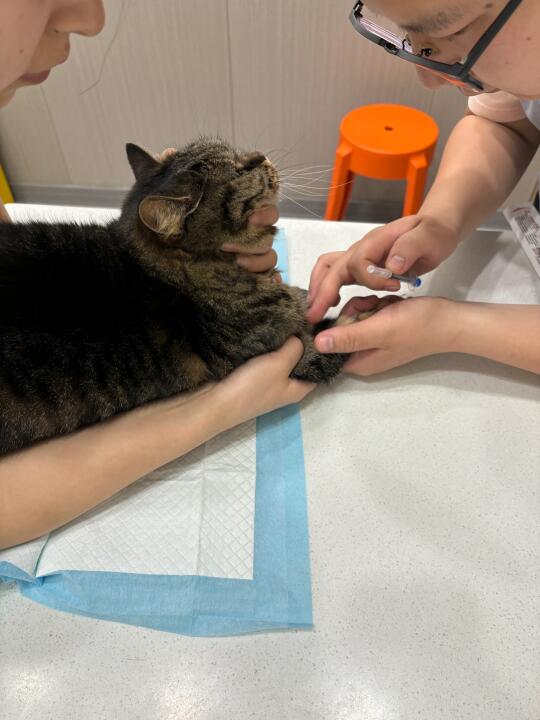 带猫咪去看病导致母女关系破裂怎么办
